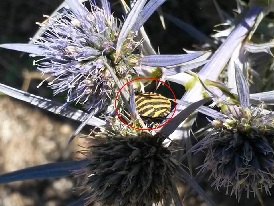 Prntatomidae: Graphosoma sp. (in fase di riclassificazione)